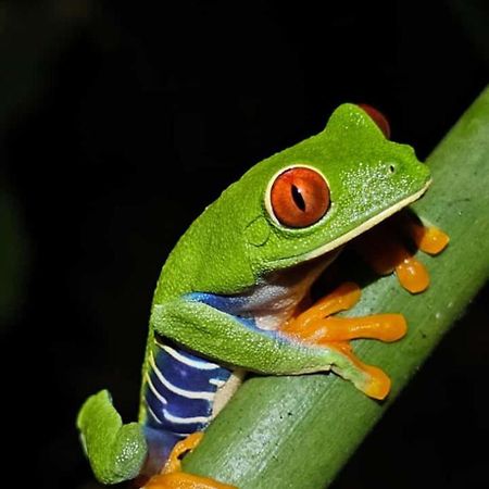 Vila Casa Artavia Tortuguero Exteriér fotografie
