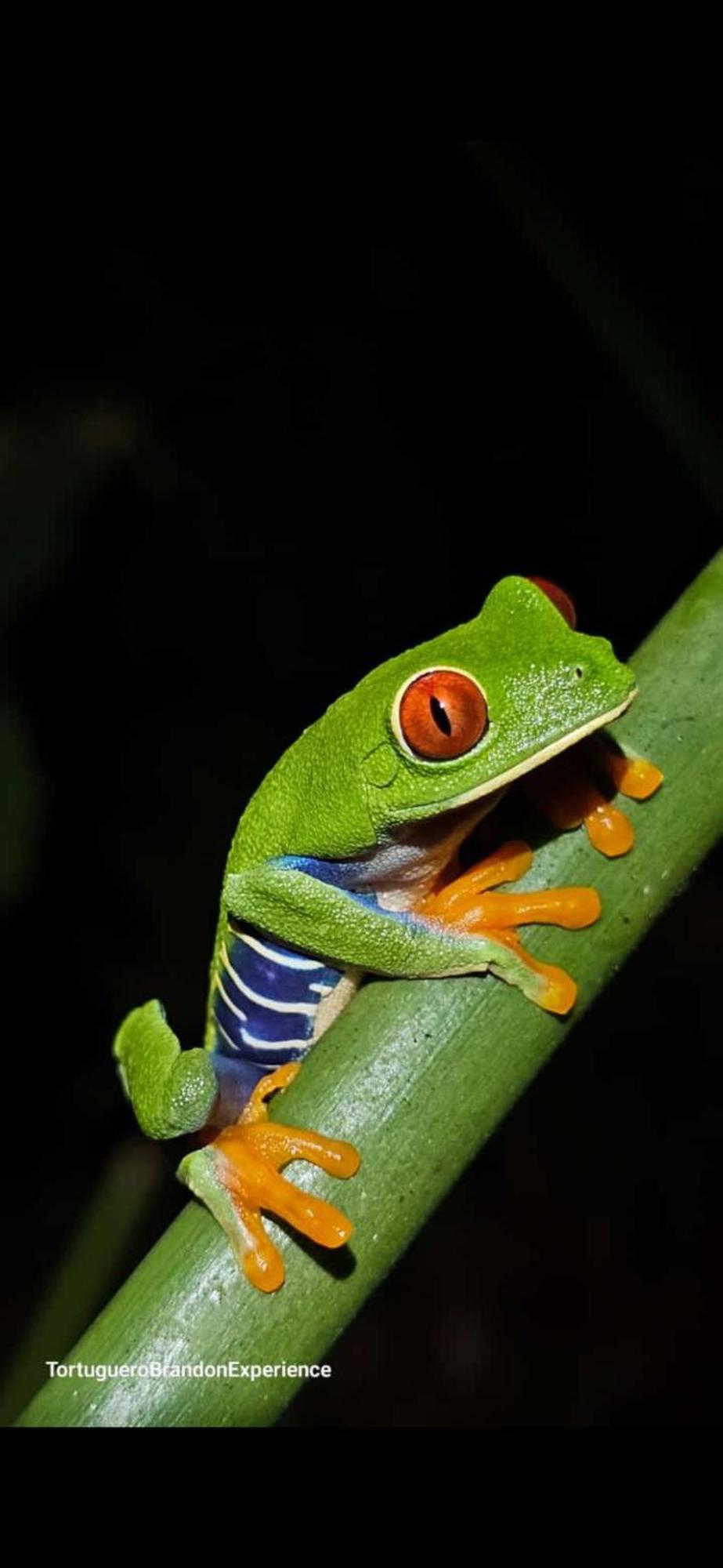 Vila Casa Artavia Tortuguero Exteriér fotografie